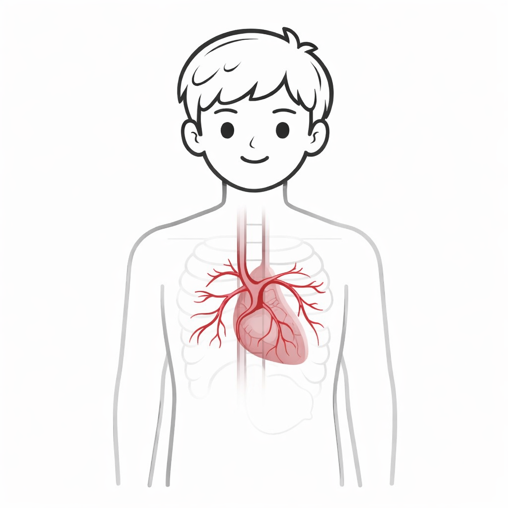 Coronary Arteries Diagram showing the arteries that supply blood to the heart muscle